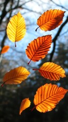 Obraz premium A collection of autumn leaves floating against a blurred forest background.