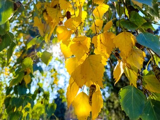 A bunch of yellow leaves hanging from a tree branch