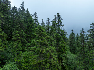 Aerial view of dense pine tree forest in summer landscape