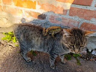 Obraz premium A cat with a frog on its back standing next to a brick wall
