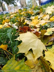 A pile of yellow and brown leaves laying on the ground