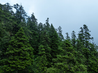Obraz premium Aerial view of dense pine tree forest in summer landscape