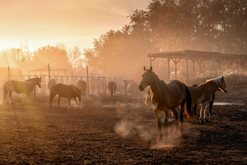 Pferde im Sonnenlicht