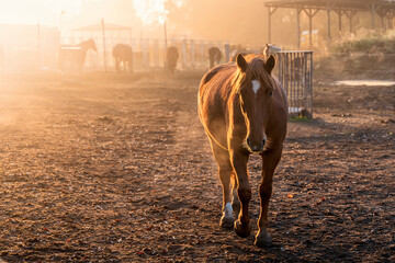 Pferd im Sonnenaufgang