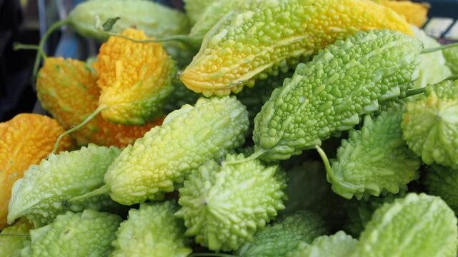 Discover Fresh Bitter Melons Momordica charantia Available in a Range of Various Shades
