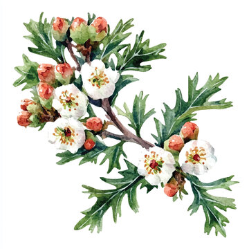 watercolor white flowers and green leaves clip art preview