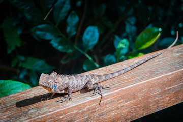 lizard on wood