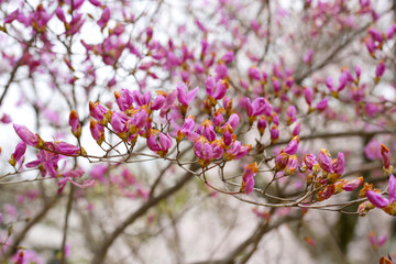 Rhododendron mucronulatum, Pink flowers blooming