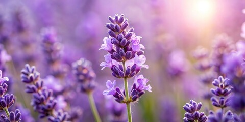 Obraz premium Delicate purple lavender petals unfolding from the center of a lavender bloom, flowers, garden, botanical, spring