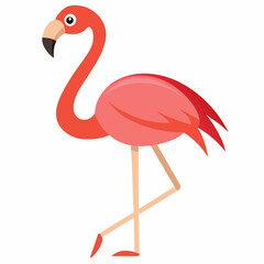 pink flamingo isolated on white