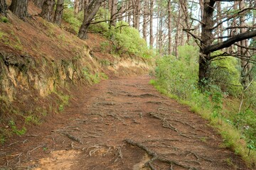 Pathway in Mount Victoria Park: Scenic Walkway with Natural Views