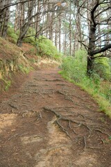 Pathway in Mount Victoria Park: Scenic Walkway with Natural Views