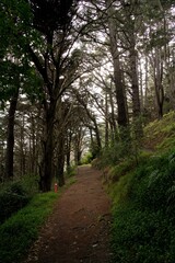 Pathway in Mount Victoria Park: Scenic Walkway with Natural Views
