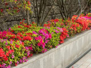 pink flowers in the garden