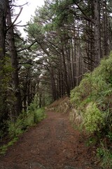 Pathway in Mount Victoria Park: Scenic Walkway with Natural Views