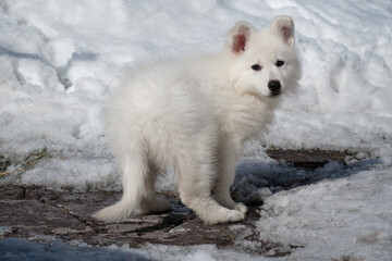 Fototapeta premium White Swiss Shepherd puppy walks along a stone-paved path covered with snow in winter.