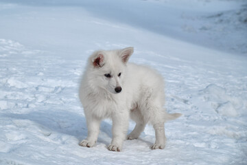 Fototapeta premium White Swiss Shepherd puppy walks on snow crust in winter.