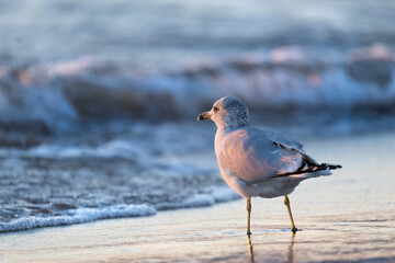 Bird on beach