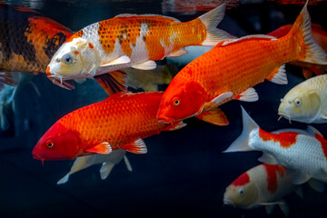 Koi fish -Koi fish with brilliant colors are swimming happily in the clear lake. Koi fish are not only beautiful ornamental fish but also have deep fe