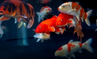 Koi fish -Koi fish with brilliant colors are swimming happily in the clear lake. Koi fish are not...