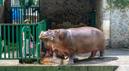 Ho Chi Minh City Zoo, Viet Nam - October 26, 2024: Adorable moment of a hippo.