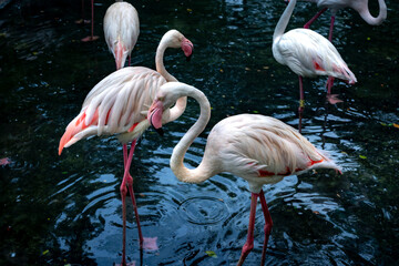 Ho Chi Minh City Zoo, Viet Nam - October 26, 2024: Flamingos stand proudly by the lake at Ho Chi Minh City Zoo, Viet Nam.