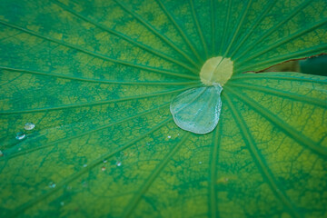 leaf with water drops