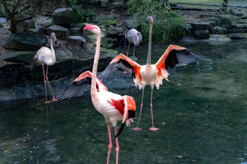 Ho Chi Minh City Zoo, Viet Nam - October 26, 2024: Flamingos stand proudly by the lake at Ho Chi Minh City Zoo, Viet Nam.
