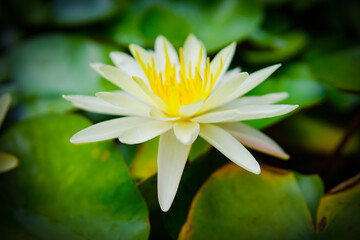 white lotus flower