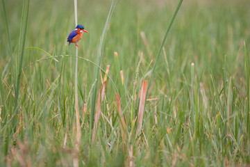 The malachite kingfisher (Corythornis cristatus) is a river kingfisher which is widely distributed in Africa. Lake Hawassa in Ethiopia.