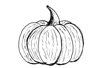 Pumpkin line drawing illustration. One continuous line drawing pumpkin fruit. Halloween Pumpkin single line illustration.