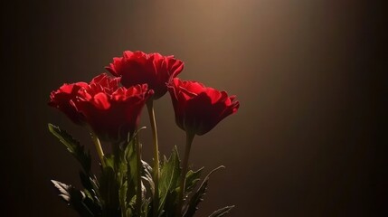 A close-up of three vibrant red flowers against a softly lit background.
