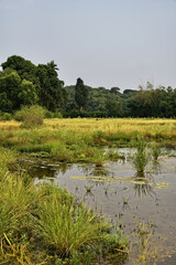 The rice fields of Gokarna: a haven of peace