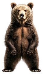 PNG A bear animal photography wildlife.