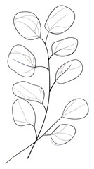 PNG Hand drawn of eucalyptus leaf drawing minimalist leaves.