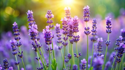 Naklejka premium Close-up of delicate lavender flowers in a lush garden setting, purple blooms, horticulture, garden bloom