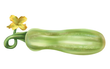 Green squash, autumn harvest. Fresh farm vegetables, healthy food, vegetarianism. Garden plants and agriculture. Isolated digital handmade illustration. An element of the design of printing