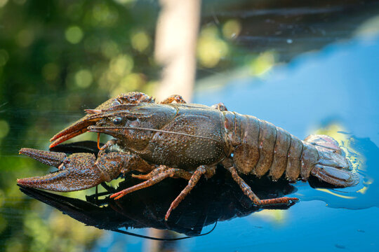 The European crayfish (Astacus astacus), noble crayfish, or broad-fingered crayfish, is the most common species of crayfish in Europe, and a traditional food source.