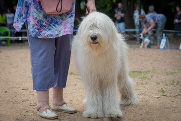 Handler demonstrates South Russian Shepherd Dog stance in ring at dog show.