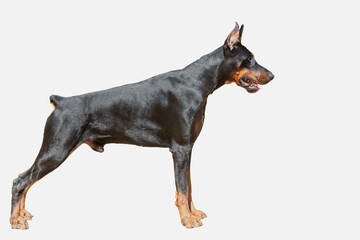 Portrait of a Doberman dog on a white background