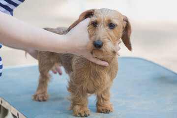 Close-up of a dachshund dog at a dog show.