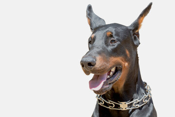 Portrait of a Doberman dog on a white background