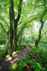 mossy rocks and old trees in wild summer forest