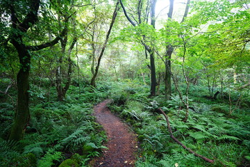fine summer path through dense ferns