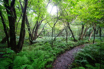 fine summer path through dense ferns