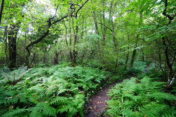 fine summer path through dense ferns