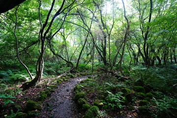fine summer path in the brilliant sunshine