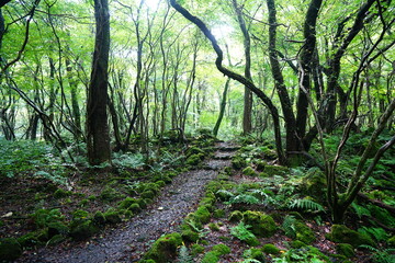 mossy rocks and old trees in wild summer forest