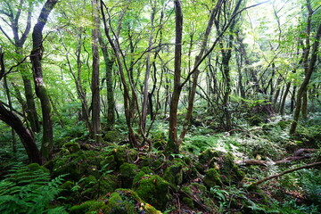 Fototapeta premium dense wild forest with ferns
