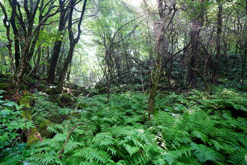 dense wild forest with ferns